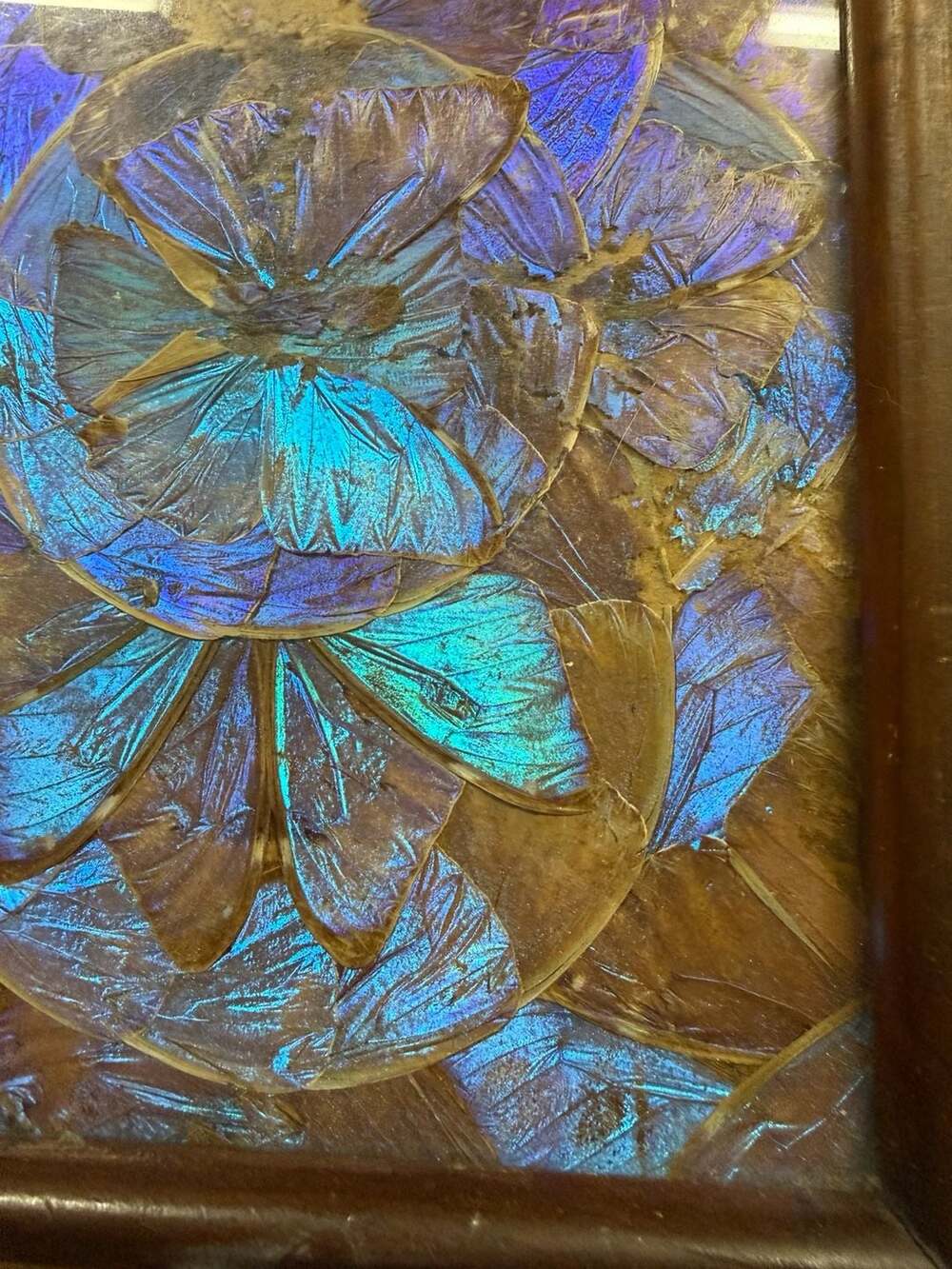 Vintage Brazilian Blue Morpho Butterfly Wing Serving Tray with Inlaid Wood Frame - Picture 6 of 9